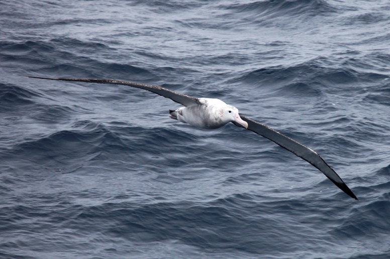 Albatross